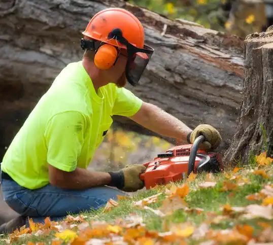 tree services South Rockwood